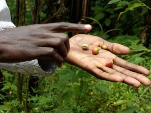 Our guide in Uganda shows us coffee berries right off the tree